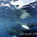whale_humpback_h_00278_dom3679.jpg